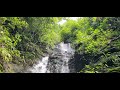 forest falls....in mindanao