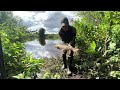 Bream and Floodwater Barbel - Fishing the Yorkshire River Ouse