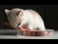 cat demolishing a piece of steak with roller mobster HM2