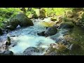 Harmonious Birds Chirping | Beautiful Stream Sounds Lovely Nature Sounds | Cozy Paradise