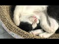 CLASSIC Dog and Cat Videos😻🐕‍🦺1 HOURS of FUNNY Clips😹
