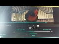 SINGING ALONG AND ALOUD WITH AN AGAPORNIS -