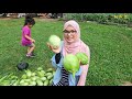 Ke Kebun Sayur Kampung Kita di Kebun Asian | Pucuk Kemangi pun Merimbun!