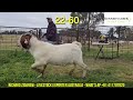 Review 17 Pacifica Buck Boer Goat in Kennedy Creek Livestock