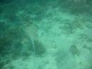 Sting ray in Fiji