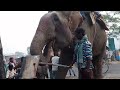 प्यासा हाथी (AMAZING)