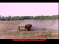 Lion king kills the queen of hyenas, Rate My Science