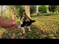 Black-white cat eats a snack with pleasure. Cats in Turkey.