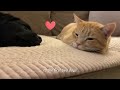 Bossy Cat Ruled The House Until Baby Lab Changed Everything | Cuddle Buddies