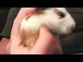 baby guinea pig souaking