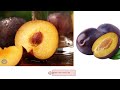 100 Common Fruits Name in English With Pictures ||Fruits Vocabulary ll  Fruits Name in English