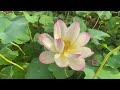 Japan in 4K - Morning walk in Yumesaki Lotus Garden