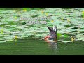 花嘴鴨/Eastern Spot-billed Duck