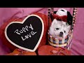☆ 8 HOURS ☆ Puppy Sleeping Music ♫ ☆ RELAXING MUSIC ☆ Sleep music for dogs ♫ Calm Dog