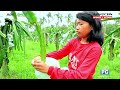 How to grow and manage dragon fruit tree : Dragon fruit farming Part 3