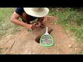 New Creative! Fantastic Underground Parrot Bird Trap | How To Catch Parrot Easy
