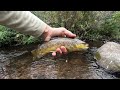 The ONE reason this stream had trout larger than expected and numbers - 3 species!