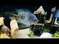 What my Hybrid Cichlid looks like now | Convict Cichlid and Texas Cichlid | #hybridcichlid