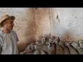 18خروفة ديال الكسيبة معها خروف للبيع ب سيدي حجاج اولاد مراح التواصل مع جواد 0649781860