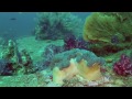 Scuba diving Similan Island Phang-nga Thailand