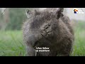 Guy Chases Down Wild Wombats To Save Their Lives | The Dodo