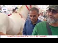 सारंगखेड़ा घोड़ा बाज़ार के ताने-बाने  - अनसुने किस्सों का आनंद लें Sarangkheda Horse Fair 2023 Video