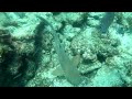 scuba key largo with some nurse sharks & coral bleaching