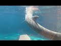 Dolphin playing in Destin FL, 7/12/24
