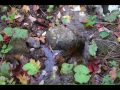 Ruisseau de montagne, Sanctuaire ND de Lourdes à Rigaud, QC/ Mountain Stream, Rigaud