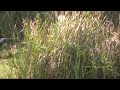 White Heron Flight _ Полёт белой цапли