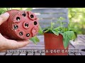 How to do this during the rainy season?/ Garden care tips/ cuttings results