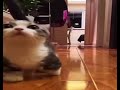 cat does a bounce