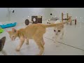 😸 A fun day with adorable cat actions 😹😹 Funniest Animals 😸