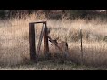 Injured buck