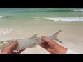 This Beach Fish is MASSIVELY UNDERRATED!!!