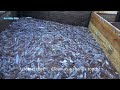 Amazing Catching Thousands Tons of Tuna Fish With Modern Big Boat - Fastest Squid Fishing Trawl