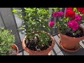 ২০২২ সালের আমার বেলকুনির গাঁরডেন ।How To Grow Chillies At Home | Growing Tomatos on the balcony