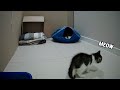 Does She Squeak Or Meow? 100 Cute Sounds From the Kitten Mila. DAY 5