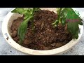 How to grow yellow chrysanthemum from cuttings, fast and easy