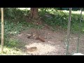Red Squirrel Eating Sunflower Seeds