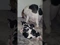 Chloe giving birth to puppies