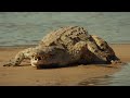 That's How Hippos Feed Their Young: Nature's Raw Realities