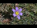 Vzpon na BOČ, pod vrhom VELIKONOČNICA |Very special pulsatilla grandis on Boč, Slovenia|