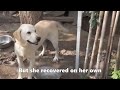 Chained for 8 years, the dog begged for help from passersby, she longed to be loved