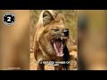 TOP 10 WILD DOGS You Didn't Know Existed | 1 Minute Animals
