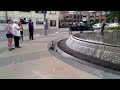 Ducklings crossing the road in the city.  So cute!