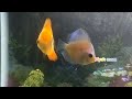 Home aquarium fish #aquarium #trending #viral