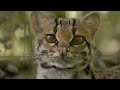Margay: The Cat That Thinks It's a Monkey