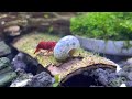 Shrimp vs. Snail 🐌
