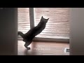 🙀 You Laugh You Lose 😂🐱 Funny Cats Moments 2024 😹😍